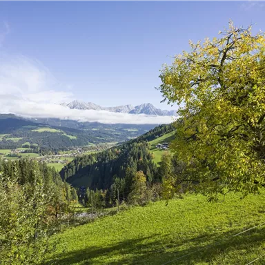 Eine malerische Landschaft mit grünen Wiesen und einem Baum mit gelben Blättern. Im Hintergrund sind Berge und ein klarer blauer Himmel zu sehen.