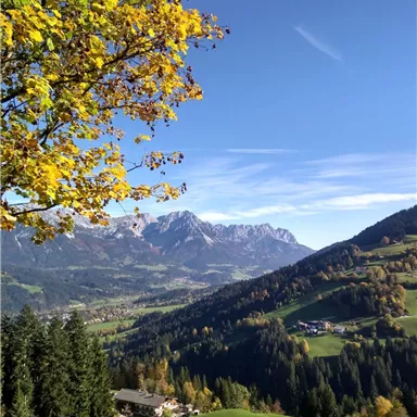Eine malerische Landschaft mit bunten Bäumen und einem klaren blauen Himmel. Im Hintergrund sind majestätische Berge und grüne Wiesen zu sehen.