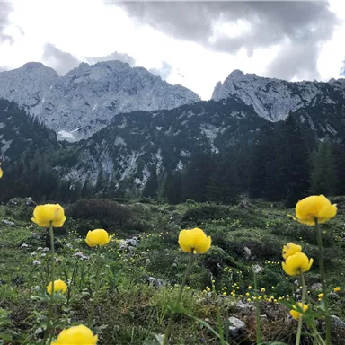 Eine malerische Berglandschaft mit schneebedeckten Gipfeln und grünen Wiesen. Gelbe Blumen blühen im Vordergrund, während der Himmel teilweise bewölkt ist.