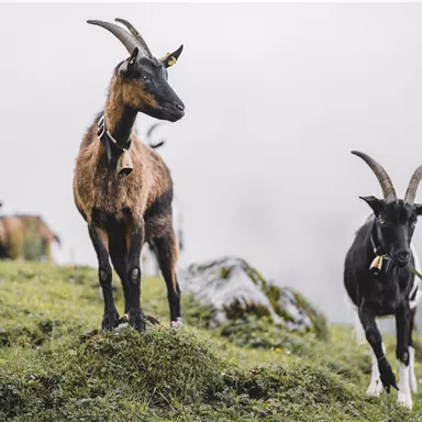 Zwei Ziegen stehen auf einer grünen Wiese in den Bergen. Der Himmel ist grau und bewölkt.