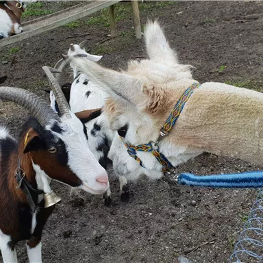 A group of goats is standing on the ground. A goat with a collar approaches another goat.