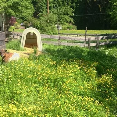 A meadow with many yellow flowers and green grass. An animal lies relaxed near a small doghouse.