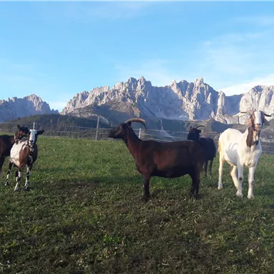 Eine Gruppe von Ziegen steht auf einer grünen Wiese mit Bergen im Hintergrund. Der Himmel ist klar und blau.