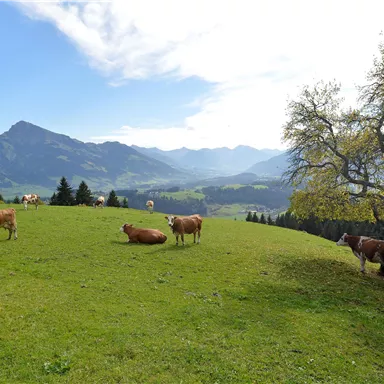 A green meadow with cows and gentle hills in the background. The landscape is characterized by a clear sky and mountains.