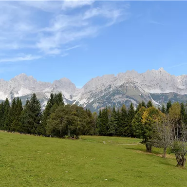 An impressive mountain landscape with snow-covered peaks and green meadows. In the foreground, there are some trees that complement the natural beauty of the surroundings.