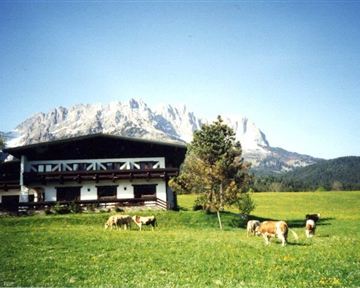 A picturesque alpine meadow with cows in a field and impressive mountains in the background. The sky is clear and the landscape is green and inviting.