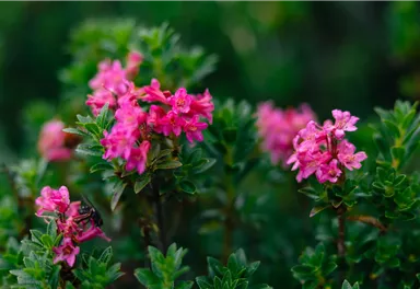 Almrosen_Wilder Kaiser