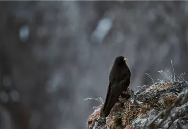 Alpendohle_Wilder Kaiser