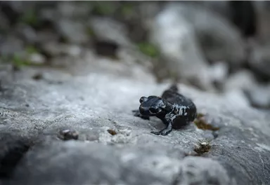 Alpensalamander_Wilder Kaiser