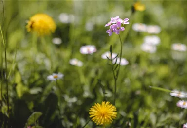 Blumenwiese_Wilder Kaiser