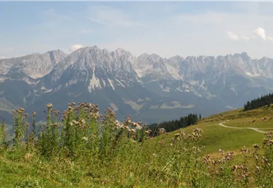 11er Weg_3_BirgitHong_2018.JPG