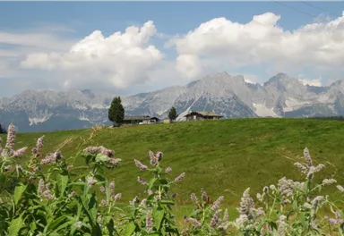 Ellmau_11er-Kaiserblick-Runde_Wilder Kaiser