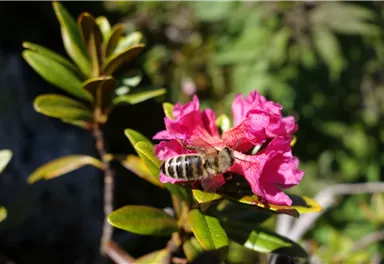 Ellmau_Almrosen_Wilder Kaiser