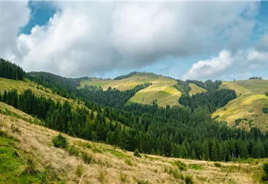 Ellmau_Elferweg_Almenlandschaft_Wilder Kaiser