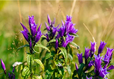 Ellmau_Elferweg_Schwalbenschwanzenzian_Wilder Kaiser