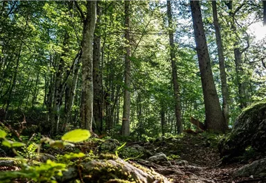 Spatlahner-Klamm/Gorge