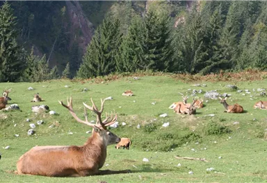Ellmau_Wildgehege Wochenbrunner Alm_Wilder Kaiser