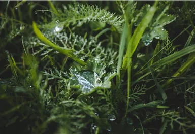 Frauenmantel_Wilder Kaiser