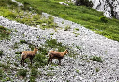 Gaemse_Wilder Kaiser_Foto Sportalpen.jpg