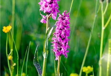 Geflecktes Knabenkraut_Wilder Kaiser