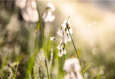 Going_Going_Moor & More_Scheidiges Wollgras_Wilder Kaiser