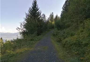 Going_Hollenau_Astberg_Weg_Nr7_Sommer2021_Daniela_Pfeiler (2).jpg