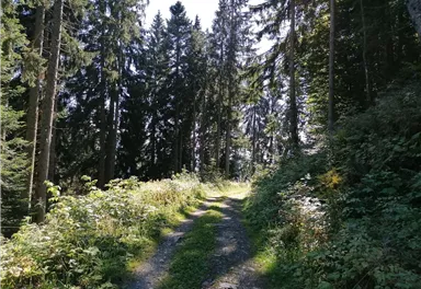 Going_Hollenau_Astberg_Weg_Nr7_Sommer2021_Daniela_Pfeiler (4).jpg