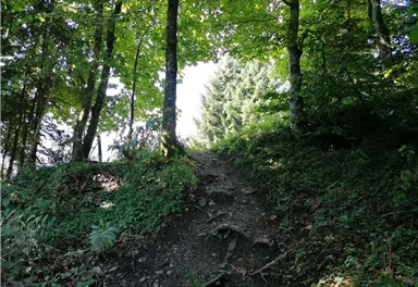 Going_Hollenau_Astberg_Weg_Nr7_Sommer2021_Daniela_Pfeiler (7).jpg