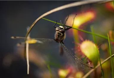 Landschaft_WilderKaiser_Moorgebiet_Pflanzen_Sommer2023_Fotoworkshop_Foto_BiancaSchenk (13).jpg