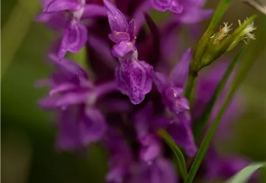 Going_Moor & More_Knabenkraut_Wilder Kaiser