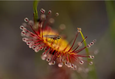 Going_Moor & More_Sonnentau_Wilder Kaiser