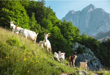 Going_Stiegenbachwasserfall_Ziegen_Wilder Kaiser