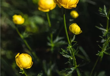 Going_Trollblumen_Wilder Kaiser