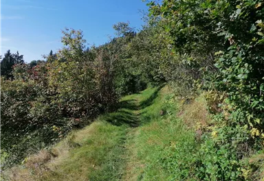 Going_Wandern_Hollenauer_Kreuz_Runde_Weg_Nr6_Sommer2021_Daniela Pfeiler (3).jpg