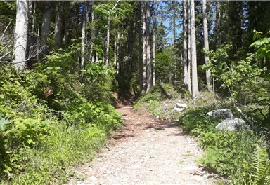 Going_Weg813,815_Richtung_Gaudeamushütte_Sommer2021_Daniela Pfeiler (3).jpg