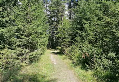 Going_Weg Nr9_von Lierstätt Richtung Brenneralm_Wilder Kaiser