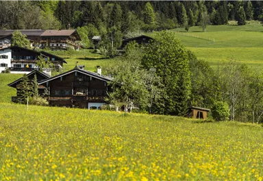 Wiese, Feld, Landschaft