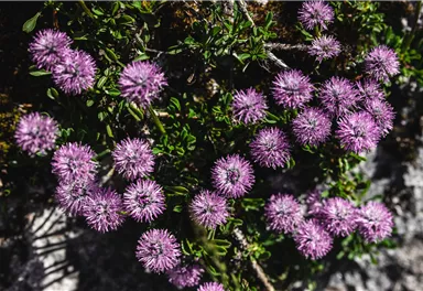 Kugelblumen_Wilder Kaiser