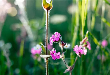 Rote Lichtnelke_Wilder Kaiser