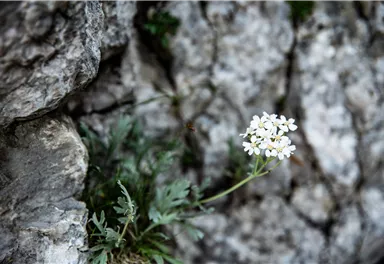 Schafgarbe_Wilder Kaiser