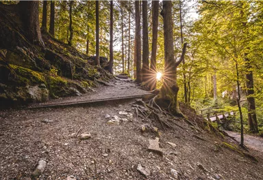 Scheffau_Hintersteiner See_Sommer_Südufer_Waldweg