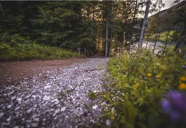 Scheffau_Hintersteiner See_Sommer_Waldweg