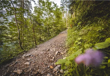Scheffau_Hintersteiner See_Waldweg_Südufer_Sommer