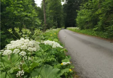 Wasserfall Breuergraben_Verena Entholzer (15).jpg