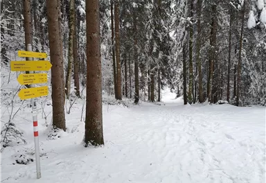 Scheffau_Winter-Rehbachrunde_Forstweg_Wald
