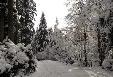 Scheffau_Winter-Rehbachrunde_verschneiter Waldweg