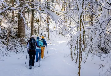 Scheffau_Winterwandern_Wald_Schnee_Wilder Kaiser