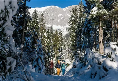 Scheffau_Winterwandern_Wald_Winter