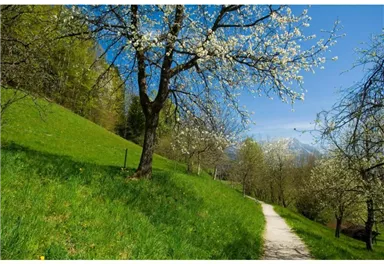 Söll_Koller Rundgang_Wilder Kaiser