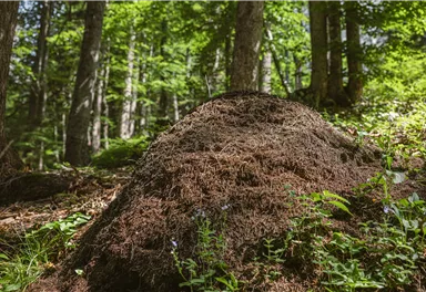 Söll_Pölven_Ameisenhaufen_Wilder Kaiser